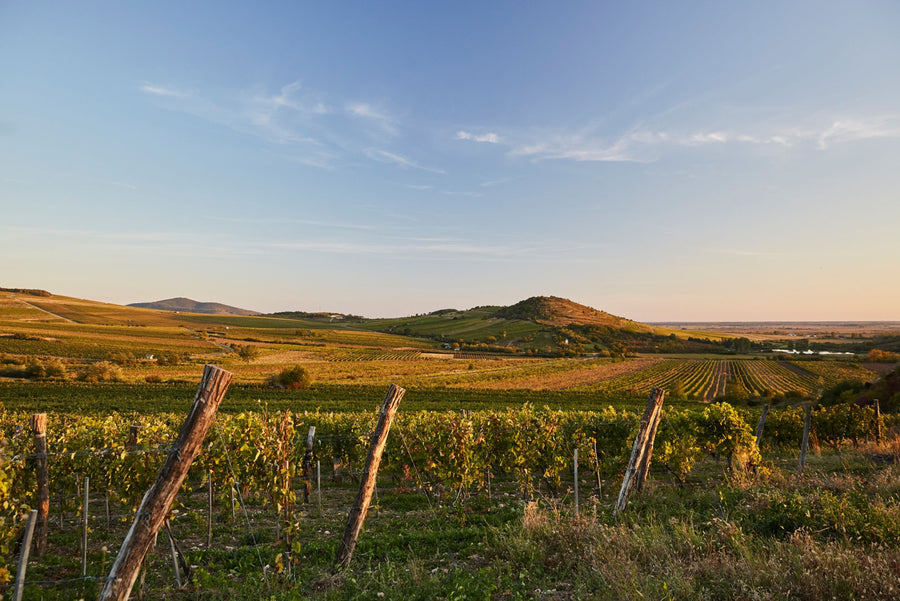 Mád:       Das Herz der großen Tokajer Terroirs – wo Vulkanboden, Tradition und Präzision aufeinandertreffen 