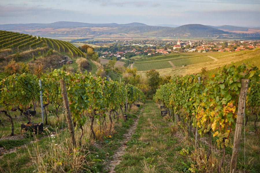 Tállya – Alte Tokajer Weinlagen & Furmint | S´nobel Wines