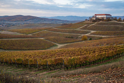Villány  Cabernet Franc & Rotweine aus Ungarn | S´nobel Wines