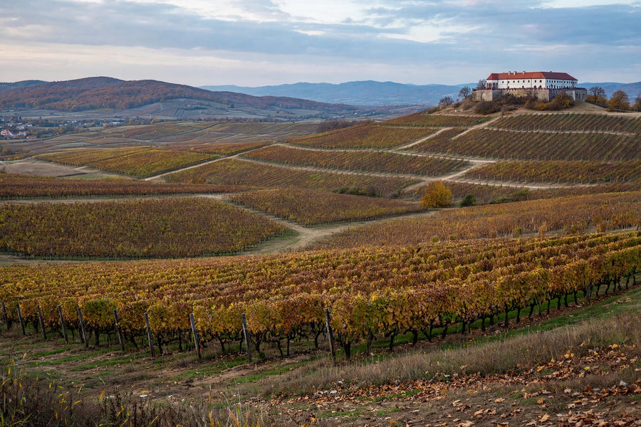 Villány  Cabernet Franc & Rotweine aus Ungarn | S´nobel Wines